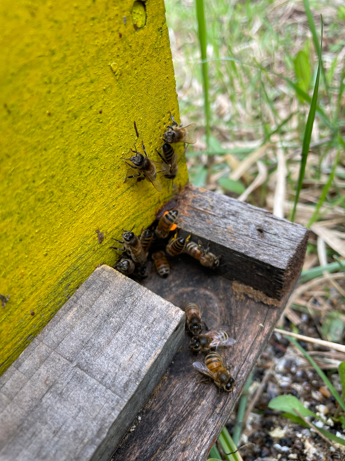 Regenerative Beekeeping Systems