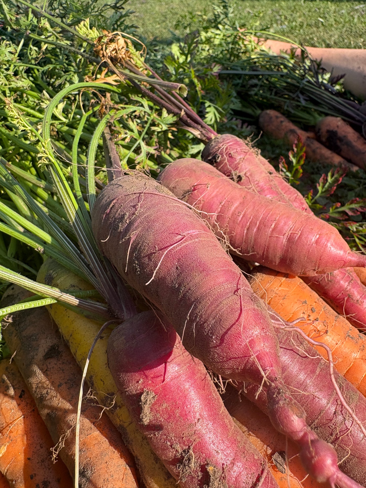 Veggie Box