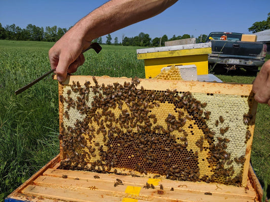 Beginner Beekeeper Class