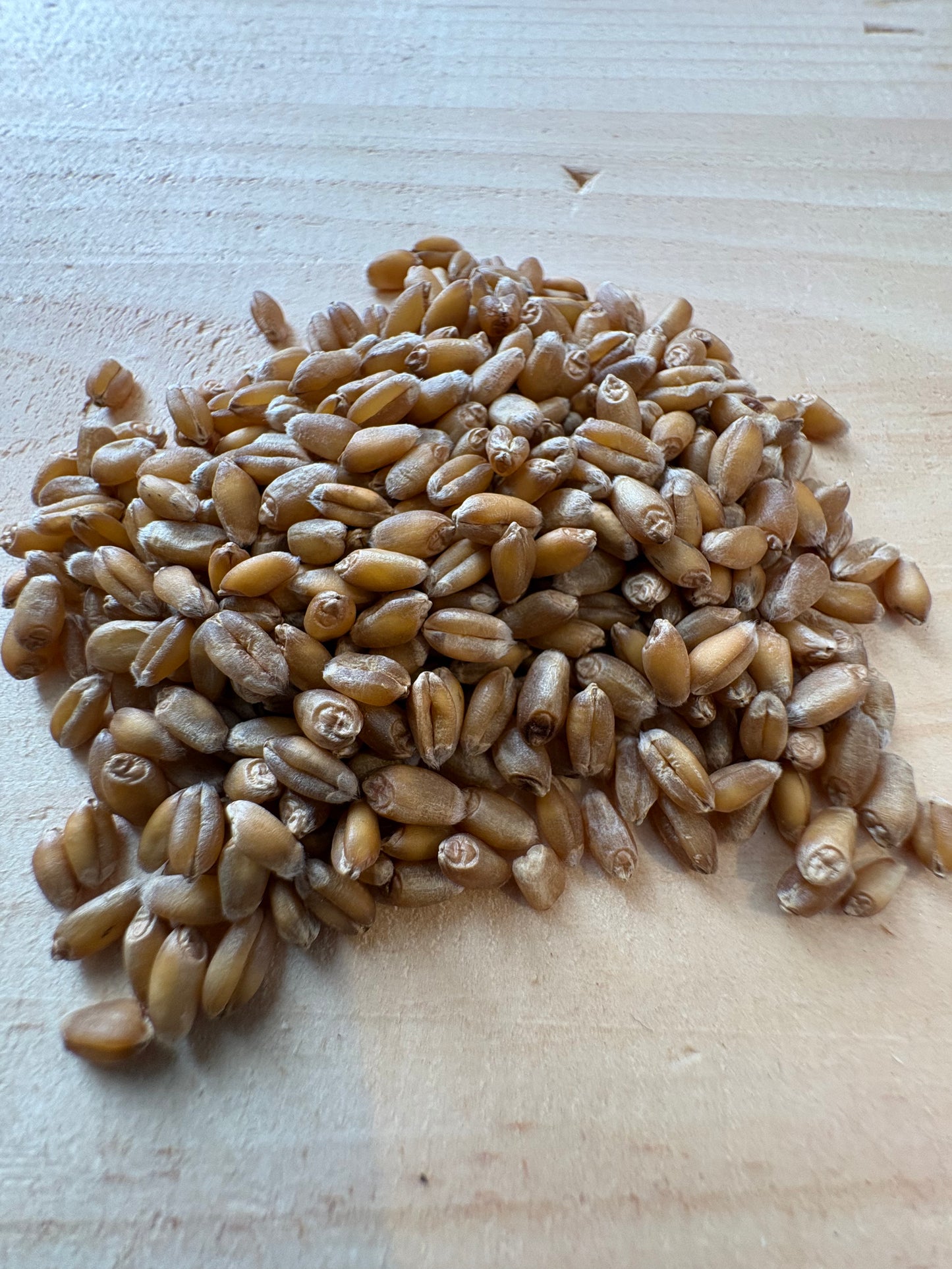 Hard Red Wheat Berries