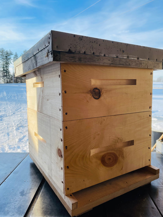 Assembled Double Box Kit with Bees
