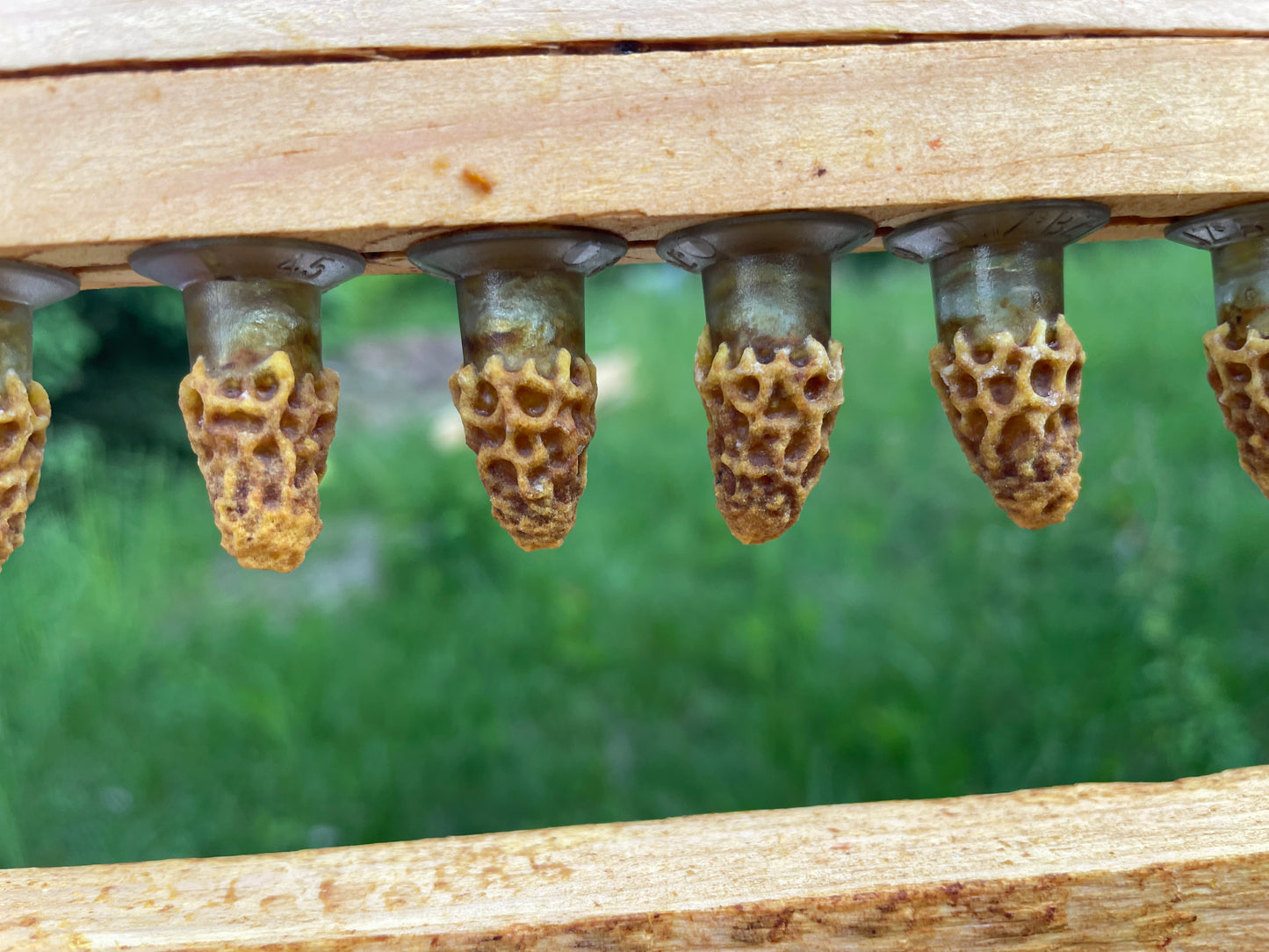 Assembled Double Box Kit with Bees