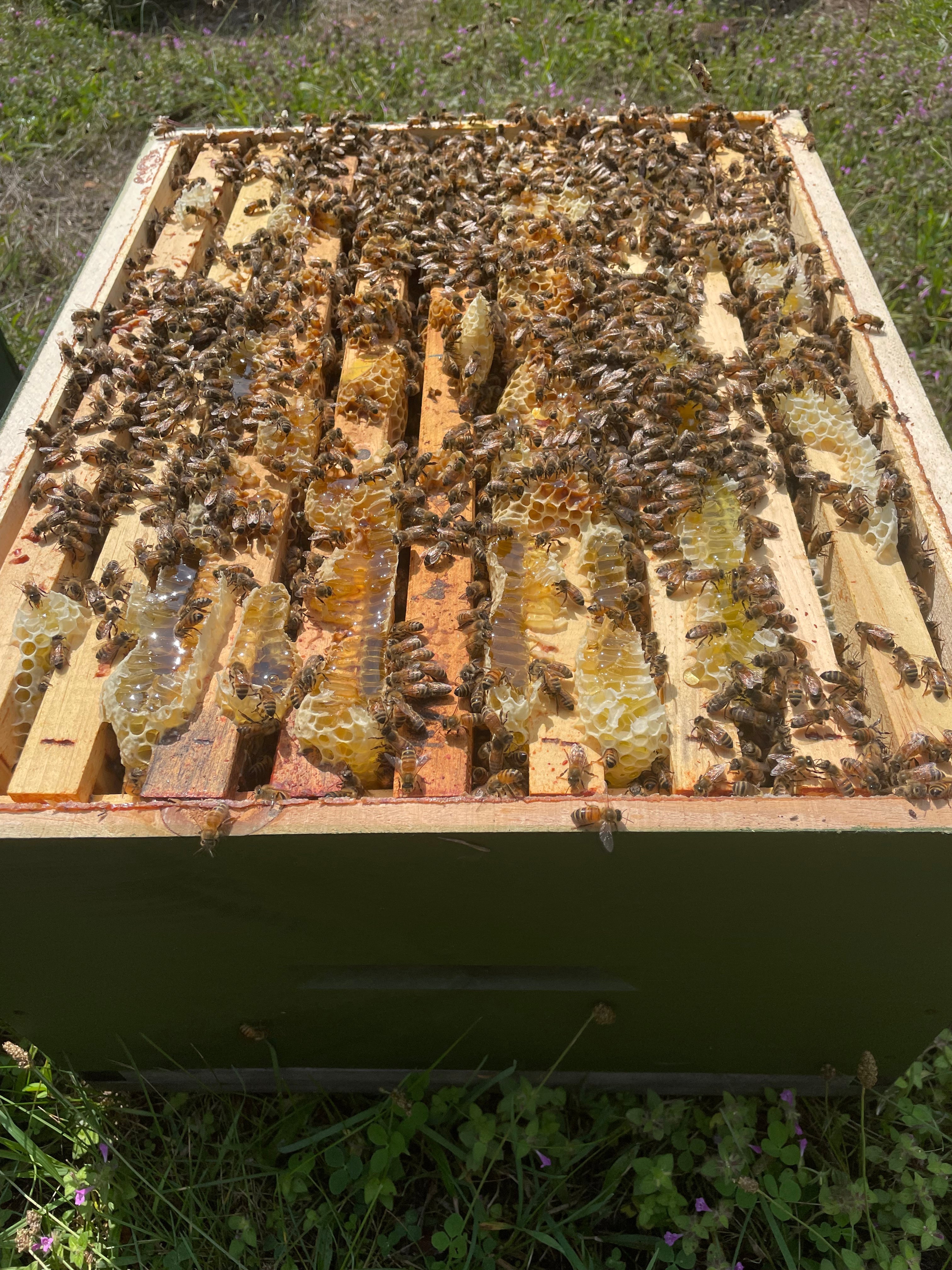 Honey Bees – Stranks Family Farms