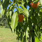 $250 Monthly Farm Membership
