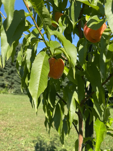 $250 Monthly Farm Membership