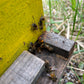 Regenerative Beekeeping Systems