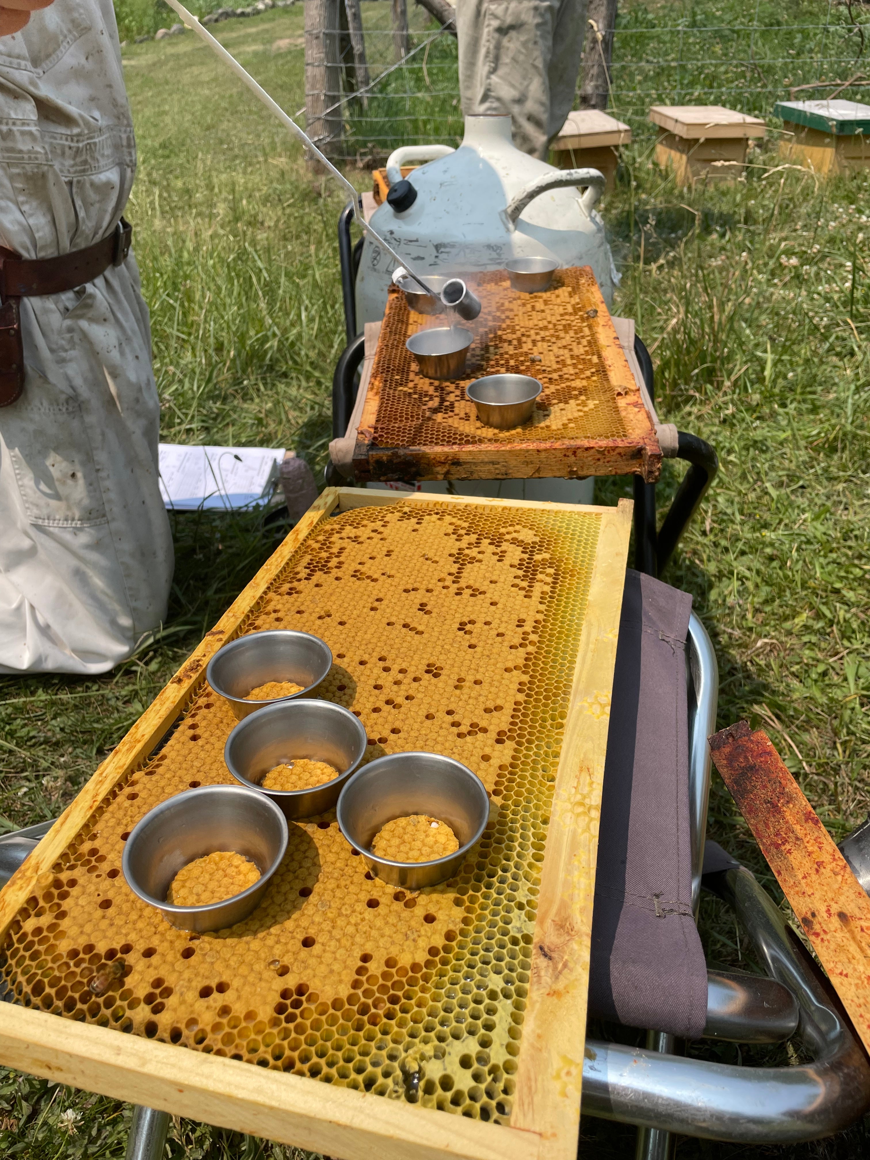 Honey Bees Stranks Bee Farm