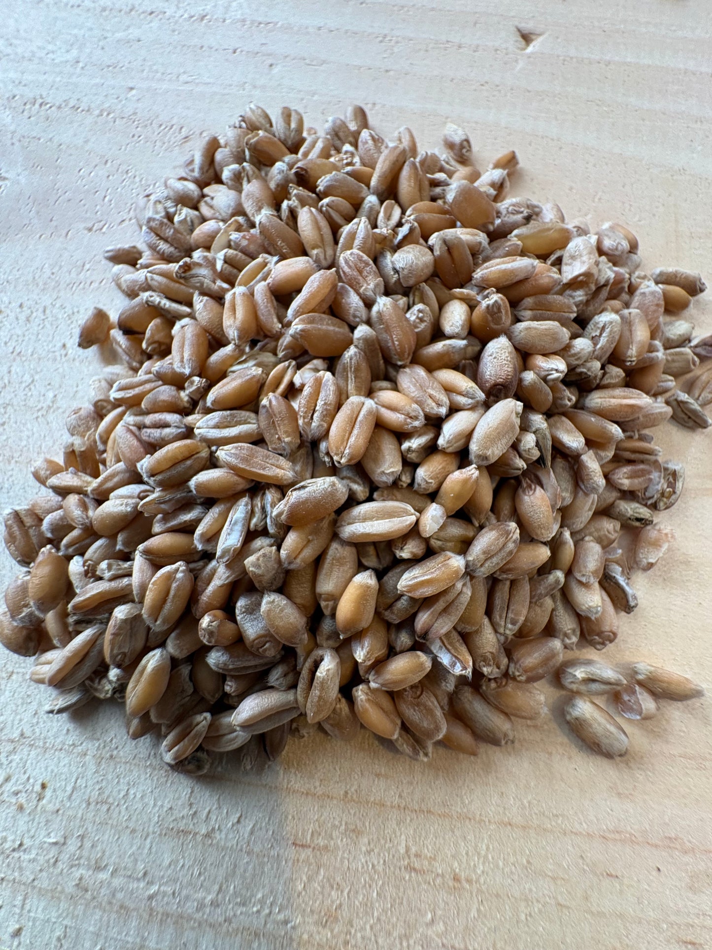 Red Fife Wheat Berries