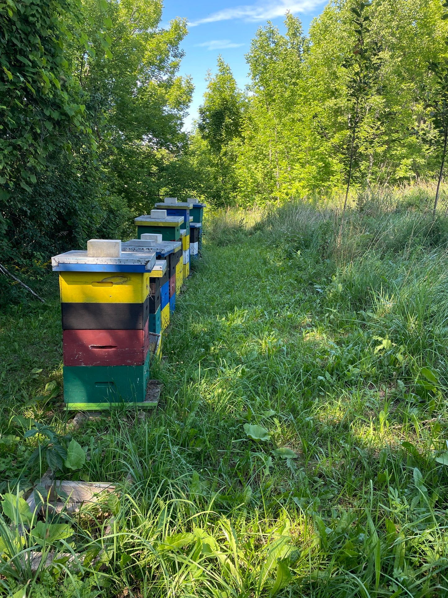 Beekeeping Information Class