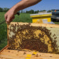 Beginner Beekeeper Class
