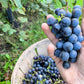 Monthly Farm Share