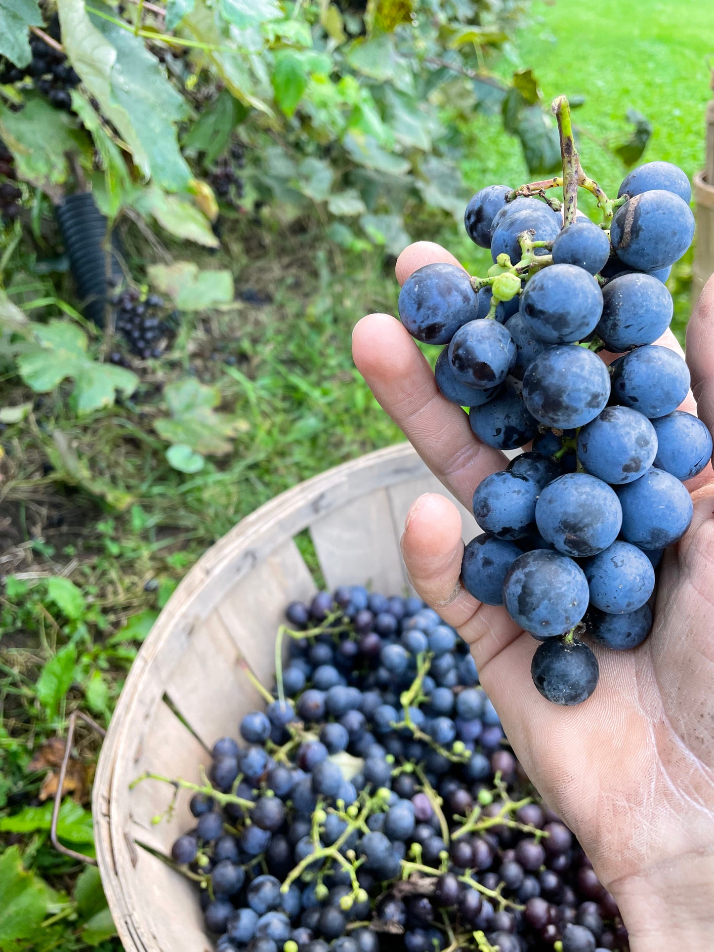 Monthly Farm Share