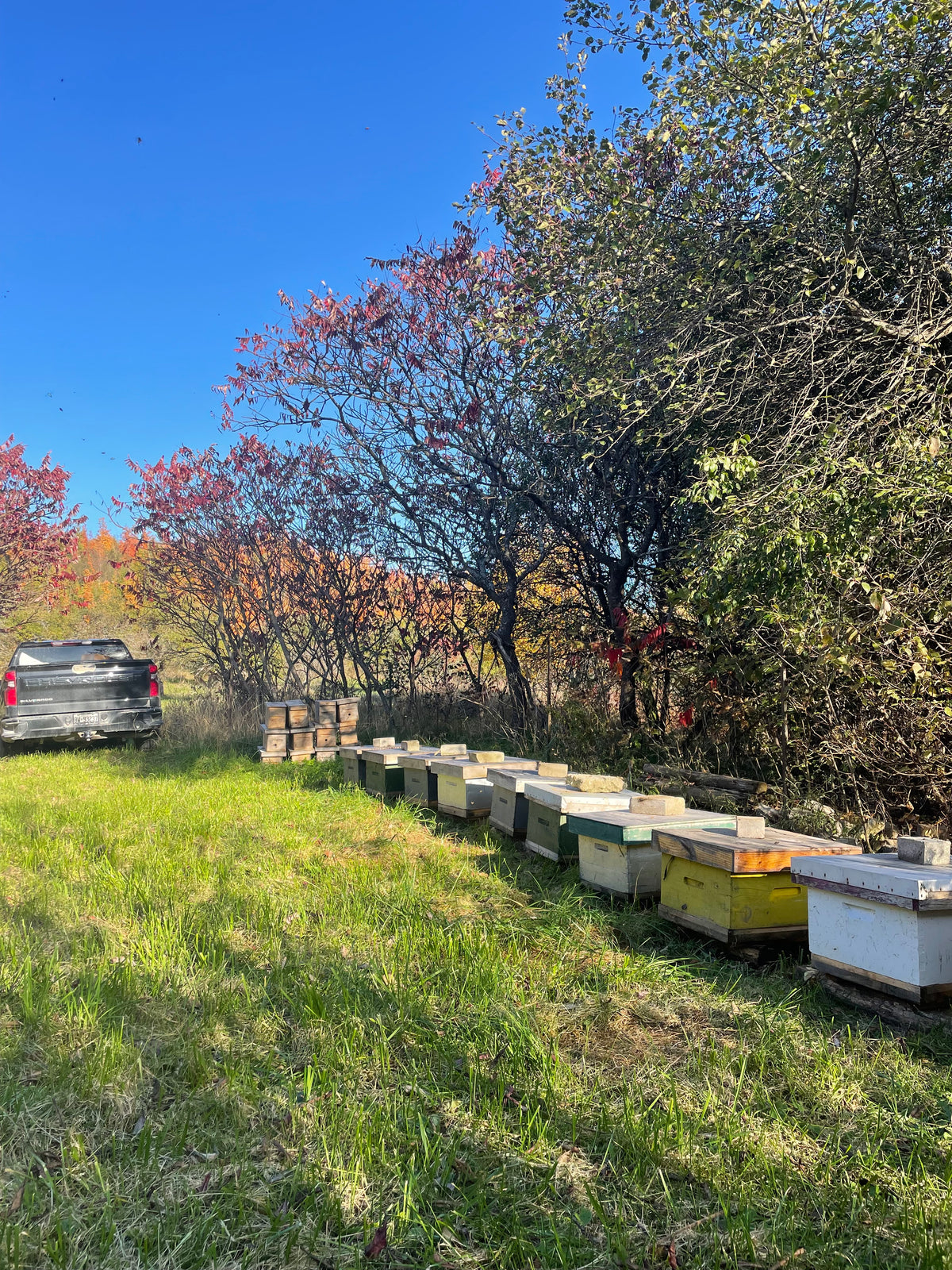 Regenerative Beekeeping Systems