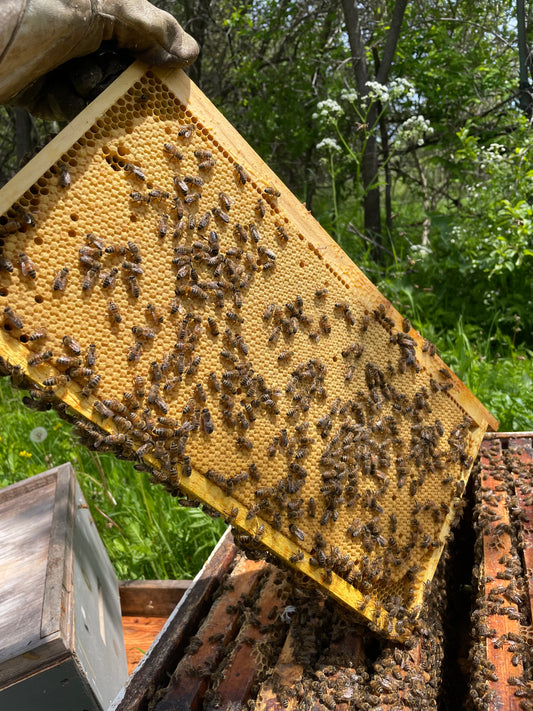 Beekeeping Information Class